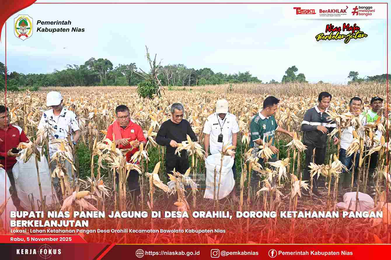 BUPATI NIAS PANEN JAGUNG HIBRIDA DI DESA ORAHILI, DORONG KETAHANAN PANGAN BERKELANJUTAN