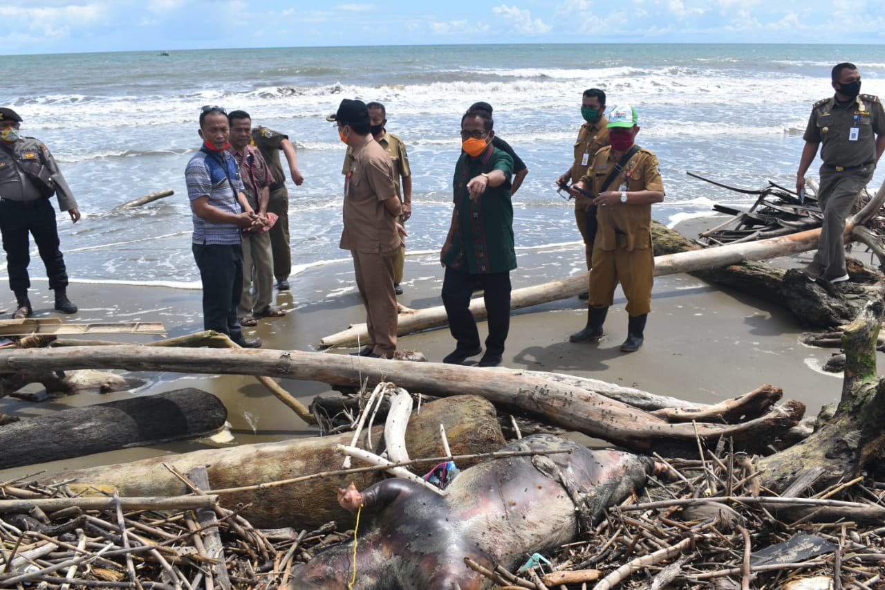 Antisipasi Timbulnya Wabah Baru, Wabup Nias Pimpin Penguburan Bangkai Babi Di Tagaule